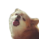 😩 emoji doggos Telegram sticker 15 of 30