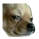😥 emoji doggos Telegram sticker 4 of 30
