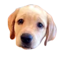 😞 emoji doggos Telegram sticker 6 of 30