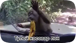 Sticker from Обезьянки поны 8