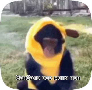 🦍 emoji Обезьянки поны 8 Telegram sticker 8 of 33