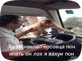 🇽🇰 emoji Обезьянки поны 8 Telegram sticker 13 of 33