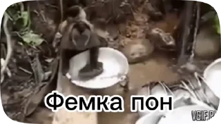 Sticker from Обезьянки поны 8
