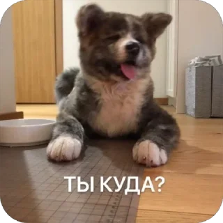 😧 emoji SQUARE MEMES от @Le_Pigeon1 Telegram sticker 15 of 61