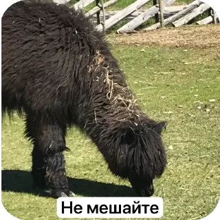😒 emoji SQUARE MEMES от @Le_Pigeon1 Telegram sticker 2 of 61