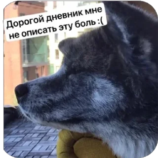 😭 emoji SQUARE MEMES от @Le_Pigeon1 Telegram sticker 18 of 61