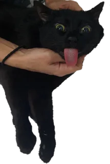 🐈‍⬛ emoji ярик на каждый день Telegram sticker 6 of 18