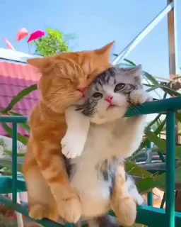 😂 emoji Fav Cat's 🐈 @Mujibabdali Telegram sticker 21 of 105