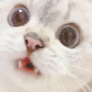 🐱 emoji @Herodotoss @AsenaUserBot Paketi 1 Telegram sticker 18 of 111