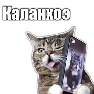 🖖 emoji Cats police Telegram sticker 5 of 120