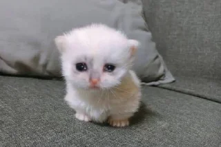 🥺 emoji @Burakciginiz @AsenaUserBot Paketi 1 Telegram sticker 3 of 56