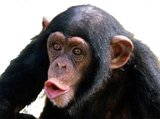 🦍 emoji Ape Team 500 Telegram sticker 12 of 88