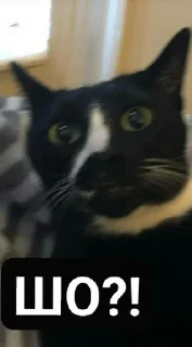 🙀 emoji ТипаТого Telegram sticker 23 of 32