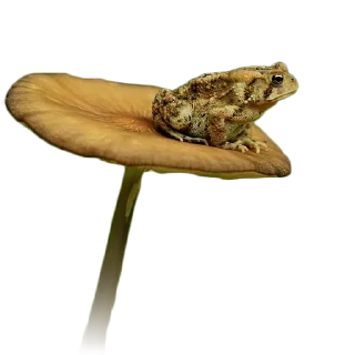 🍄 emoji BOBPACK 2 Telegram sticker 8 of 88
