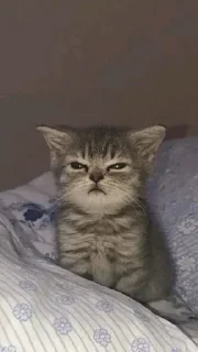 😡 emoji Кошарики Telegram sticker 19 of 47