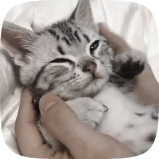 Sticker from Video with cats #524 @StickersPackRobot