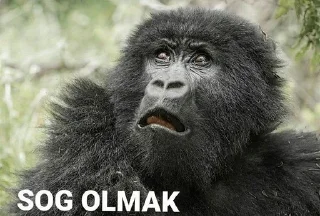 😳 emoji @kimbukatilcivciv | 🌃 @SiriUserBot Paketi | 1 Telegram sticker 19 of 59