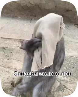🇲🇩 emoji Обезьянки поны 3 Telegram sticker 18 of 32