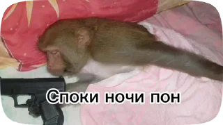 Sticker from Обезьянки поны 3