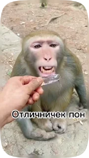 🤓 emoji Обезьянки поны 3 Telegram sticker 13 of 32