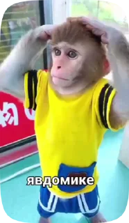 🦍 emoji Обезьянки поны 9 Telegram sticker 14 of 32