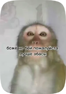 🇽🇰 emoji Обезьянки поны 9 Telegram sticker 23 of 32