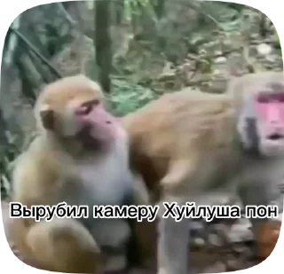 🇹🇼 emoji Обезьянки поны 3 Telegram sticker 7 of 32