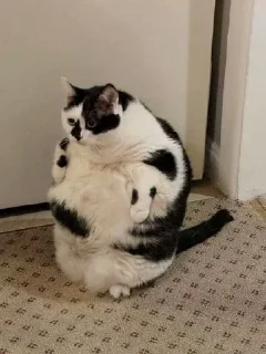 Sticker from fat cat