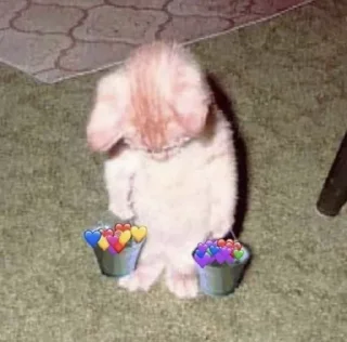 🐱 emoji @carmenslolita @AsenaUserBot Paketi 2 Telegram sticker 5 of 77
