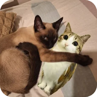 🐱 emoji Чорти Telegram sticker 19 of 65