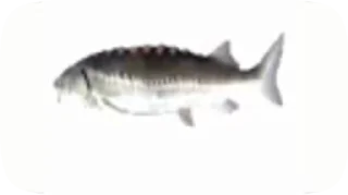 🤣 emoji Fish Telegram sticker 1 of 20