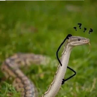 😄 emoji Snake pack Telegram sticker 6 of 9