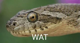 🤨 emoji Sneks Telegram sticker 5 of 120