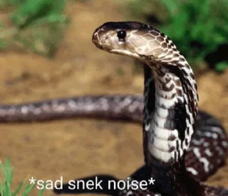 😭 emoji Sneks Telegram sticker 9 of 120