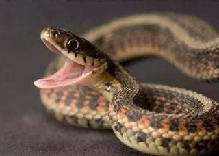 😃 emoji Sneks Telegram sticker 7 of 120