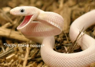 😄 emoji Sneks Telegram sticker 20 of 120