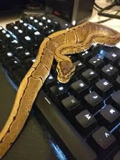 🖥 emoji Sneks Telegram sticker 12 of 120