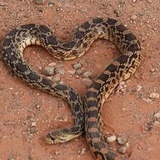 ❤️ emoji Sneks Telegram sticker 18 of 120