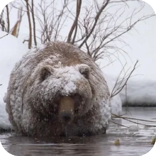 ❄️ emoji Silly silly bears Telegram sticker 20 of 120
