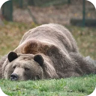 💤 emoji Silly silly bears Telegram sticker 22 of 120