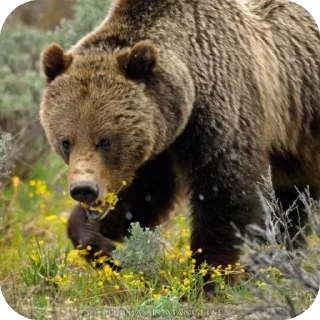 🌼 emoji Silly silly bears Telegram sticker 18 of 120