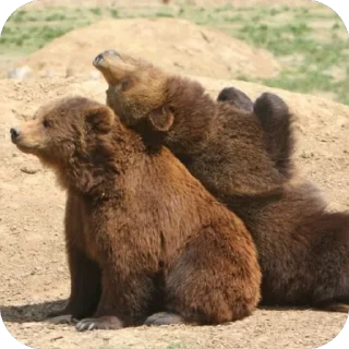 ❤ emoji Silly silly bears Telegram sticker 13 of 120