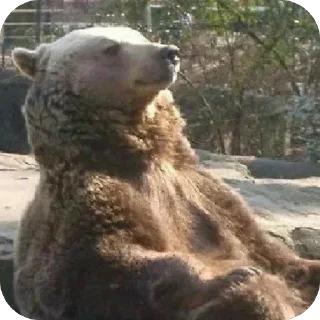 🤨 emoji Silly silly bears Telegram sticker 6 of 120