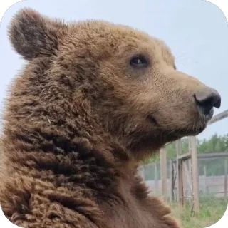 😶 emoji Silly silly bears Telegram sticker 8 of 120