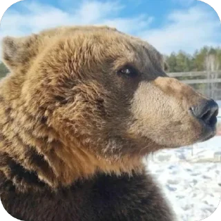 🤨 emoji Silly silly bears Telegram sticker 21 of 120