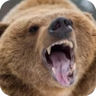 😜 emoji Silly silly bears Telegram sticker 14 of 120