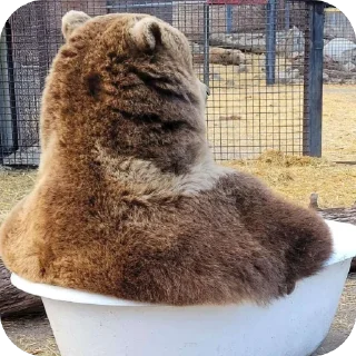 🛁 emoji Silly silly bears Telegram sticker 19 of 120