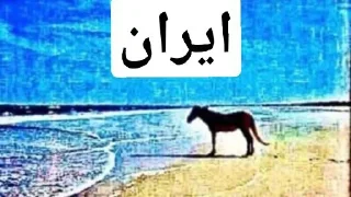 Sticker from iran