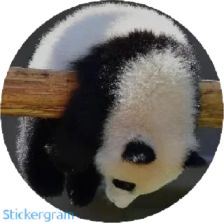 Sticker from Panda 🐼