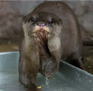 🤔 emoji Otter love Telegram sticker 14 of 18